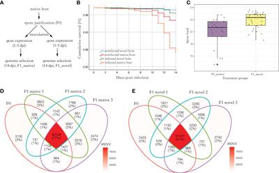 Spillover and genome selection of the gut parasite Nosema ceranae between honey bee species